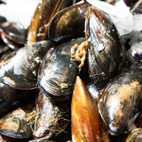 Mussels Facts & Tips