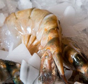 Shrimp Facts: Everything You Need To Know