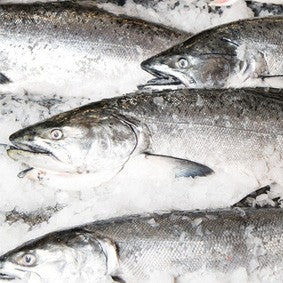 Wild about Salmon: How to Store Fresh Salmon