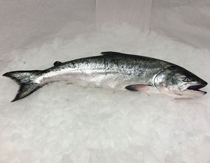 Fresh Whole Northwest King Salmon - 7-8 lbs.