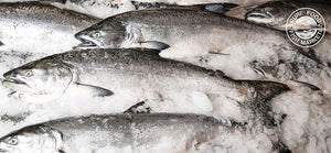 Fresh Whole Silver (Coho) Salmon