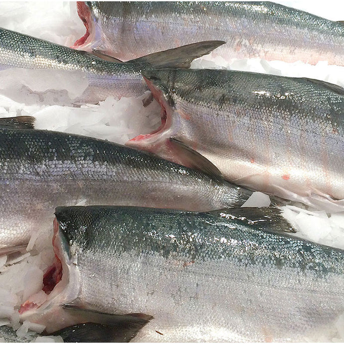 PRE ORDER-Fresh Whole Copper River Sockeye Salmon (Wild) SHIPS MAY 20TH