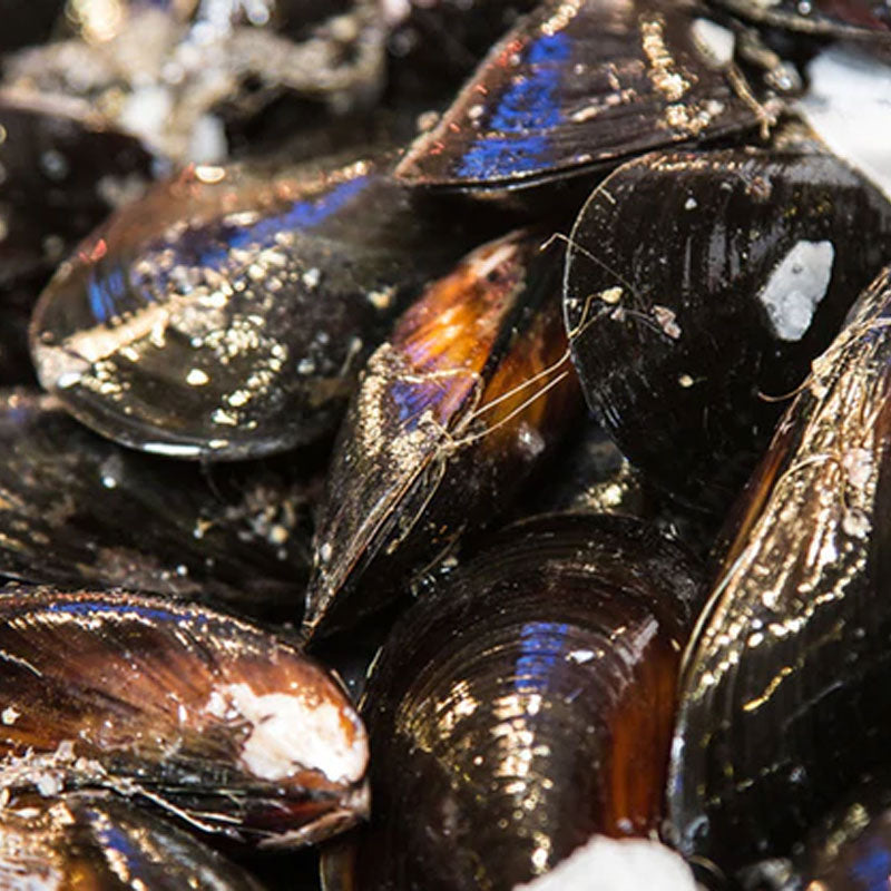 Fresh Local Mussels
