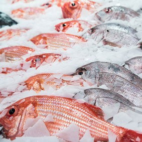Tips on freezing Fresh Fish products