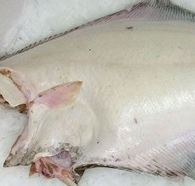 Buying a Whole Halibut