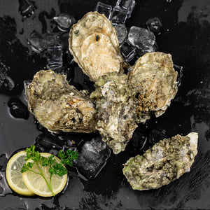 Kumomoto Oysters in the shell
