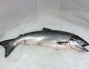 Fresh Whole Northwest King Salmon - 11-12 lbs.