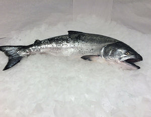 Fresh Whole Northwest King Salmon - 9-10 lbs.