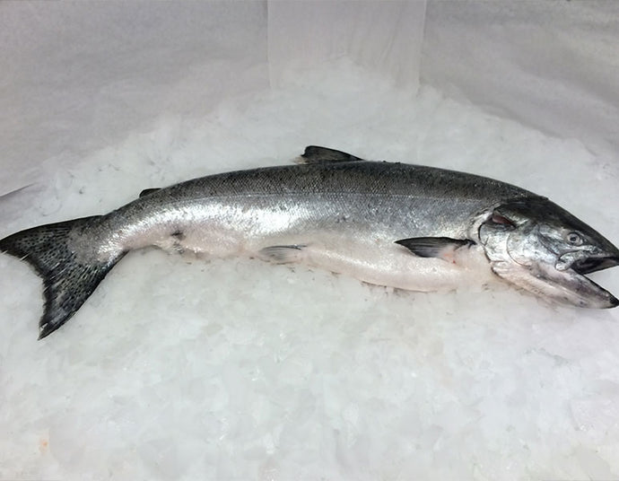 Fresh Whole Alaskan King Salmon - 11-12 lbs. (wild)