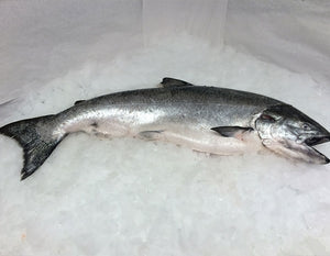 Fresh Whole Alaskan King Salmon - 21-22 lbs. (wild)