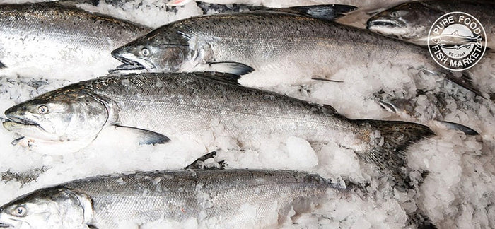 Koho Fish Buy Fresh Whole Silver (Coho) Salmon – Pure Food Fish Market