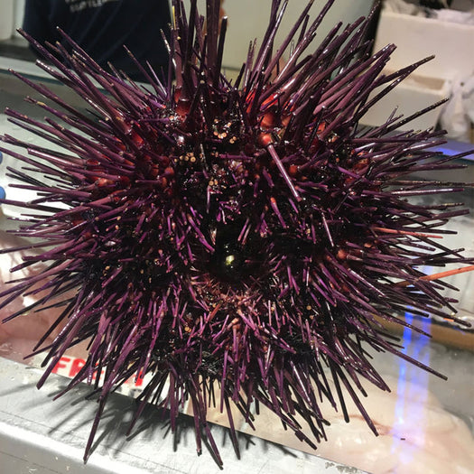 Sea Urchin "Uni"