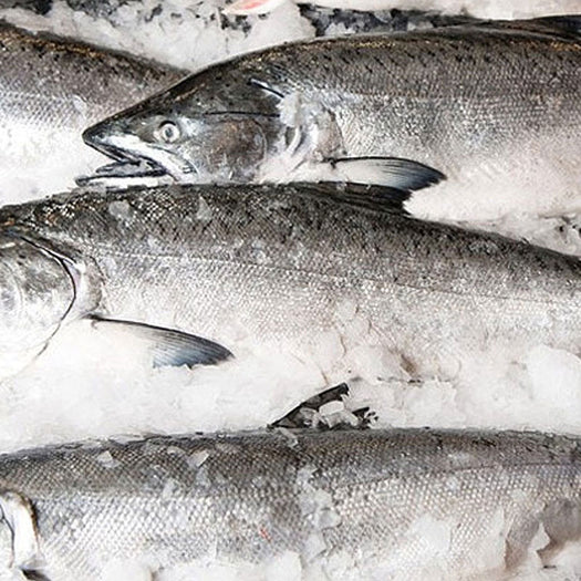 Koho Fish Buy Fresh Whole Silver (Coho) Salmon – Pure Food Fish Market