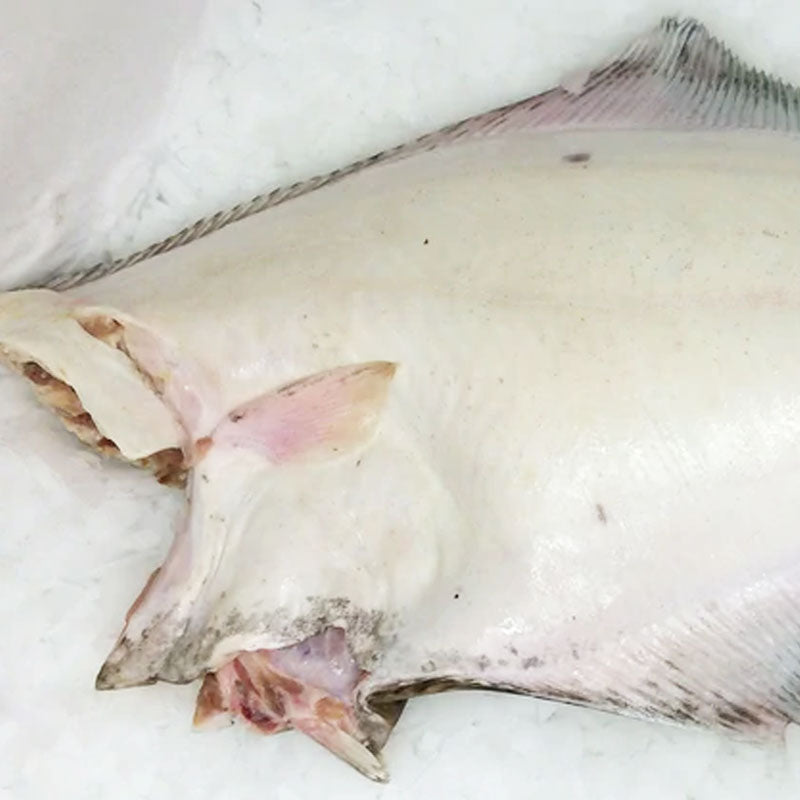 Buy Fresh Whole Halibut 30-35 lbs. Online – Pure Food Fish Market