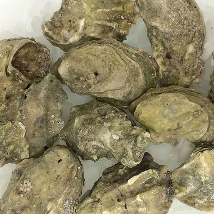 Shigoku Oysters In Shell